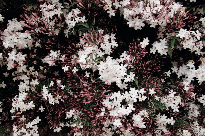 FLOWER POWER