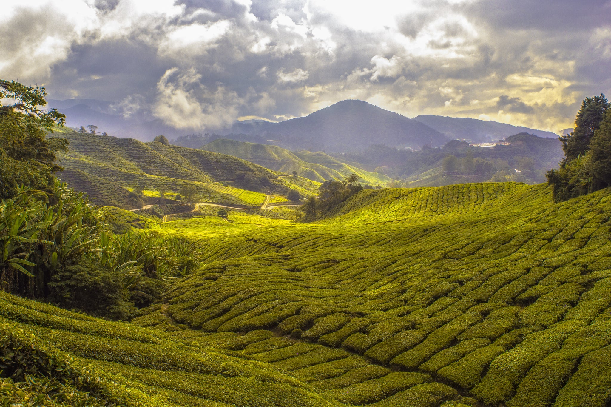 ORGANIC BLACK TEA - A DAILY STAPLE