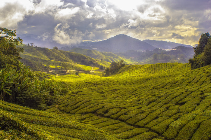 ORGANIC BLACK TEA - A DAILY STAPLE